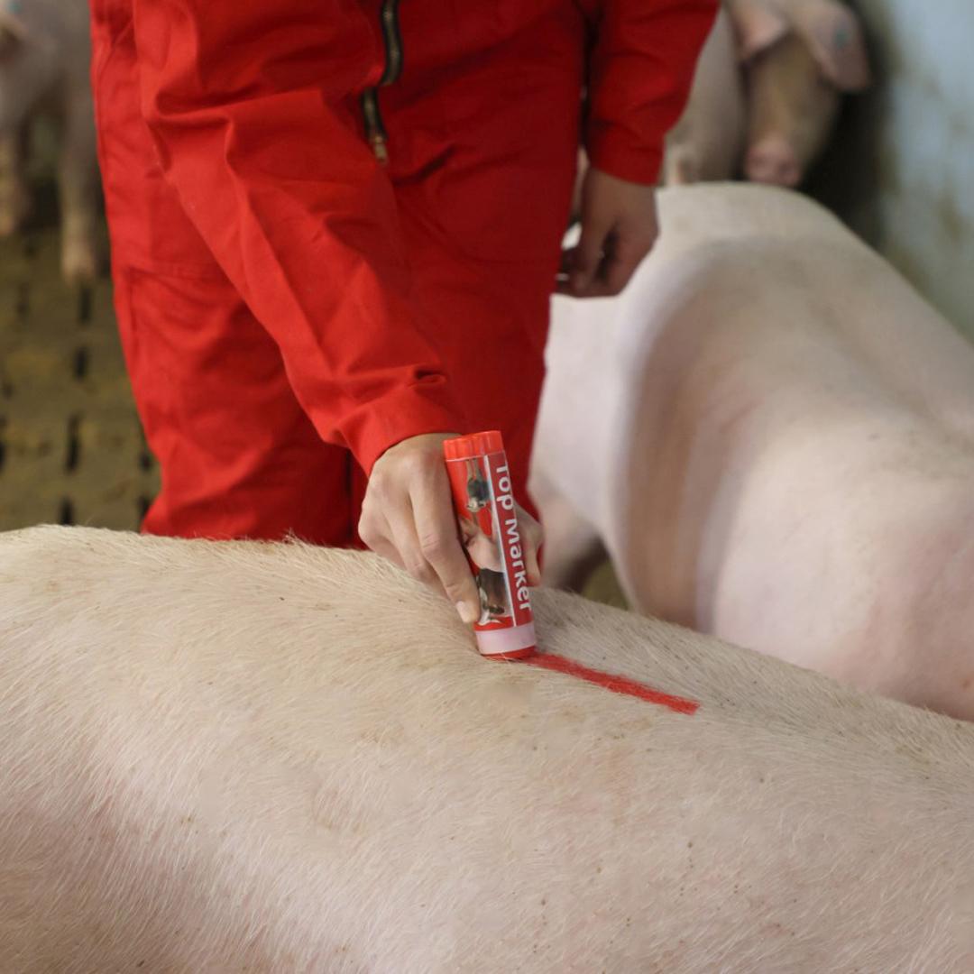 TopMarker piros állatjelölő ceruza