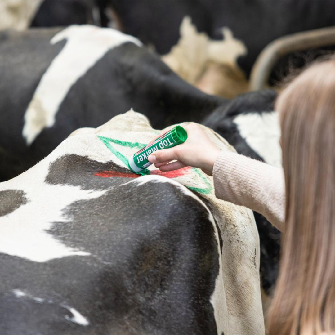 Creion verde pentru marcarea animalelor TopMarker