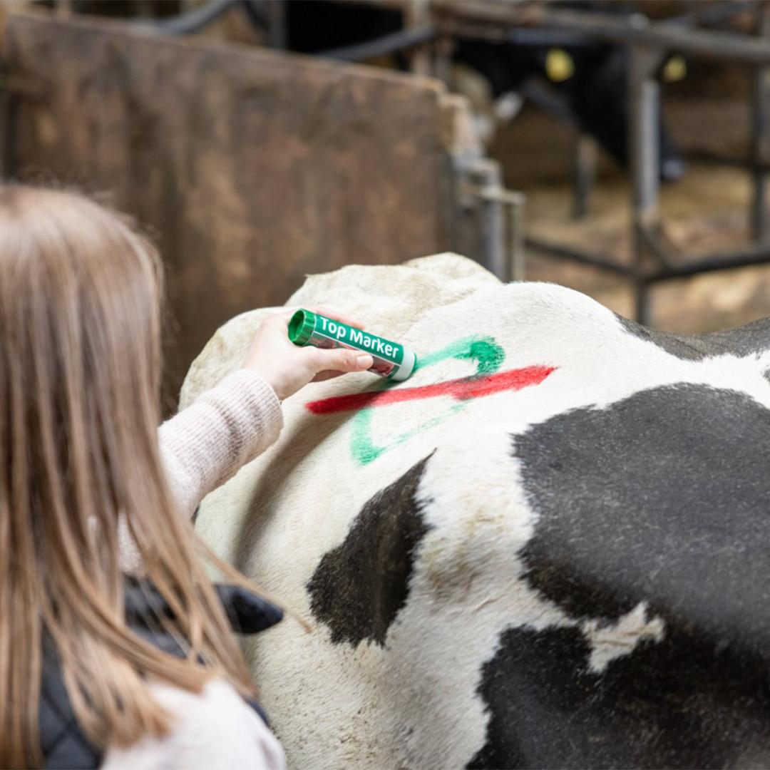 Creion verde pentru marcarea animalelor TopMarker