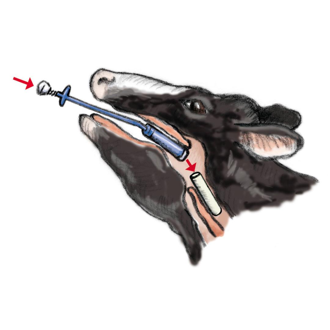 Bolus- és bendőmágnes-adagoló eszköz