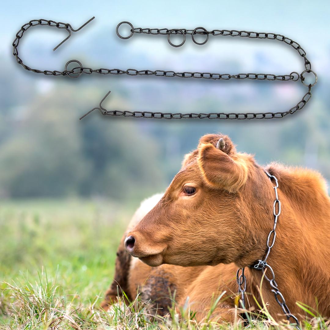 Szarvasmarha lánc – 2,15 m