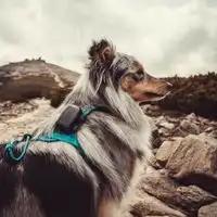 Dogtrace DOG GPS Mini GPS Tracker for Dogs and Cats