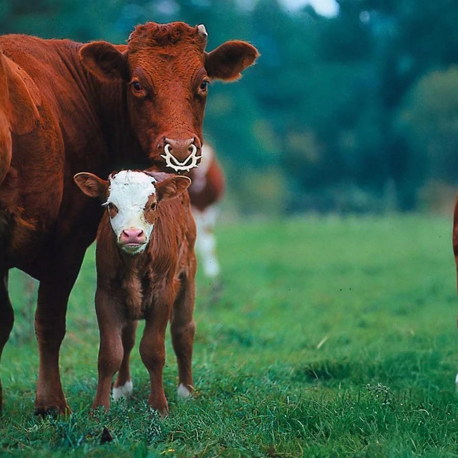 Szoptatásgátló orrkarika Large bézs