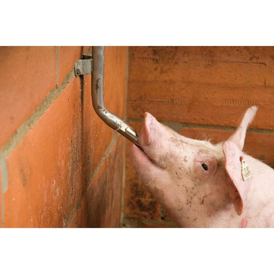 Large Stainless Steel Nipple Drinker for Pigs 1/2"