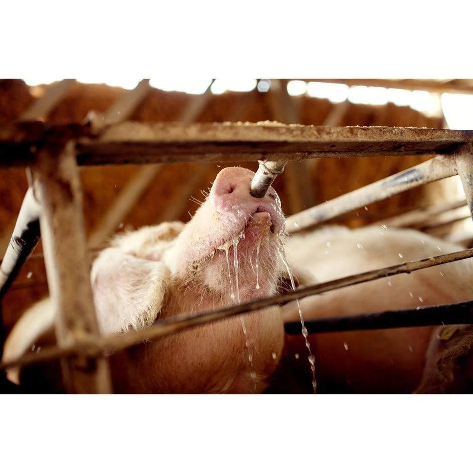 Large Stainless Steel Nipple Drinker for Pigs 1/2"