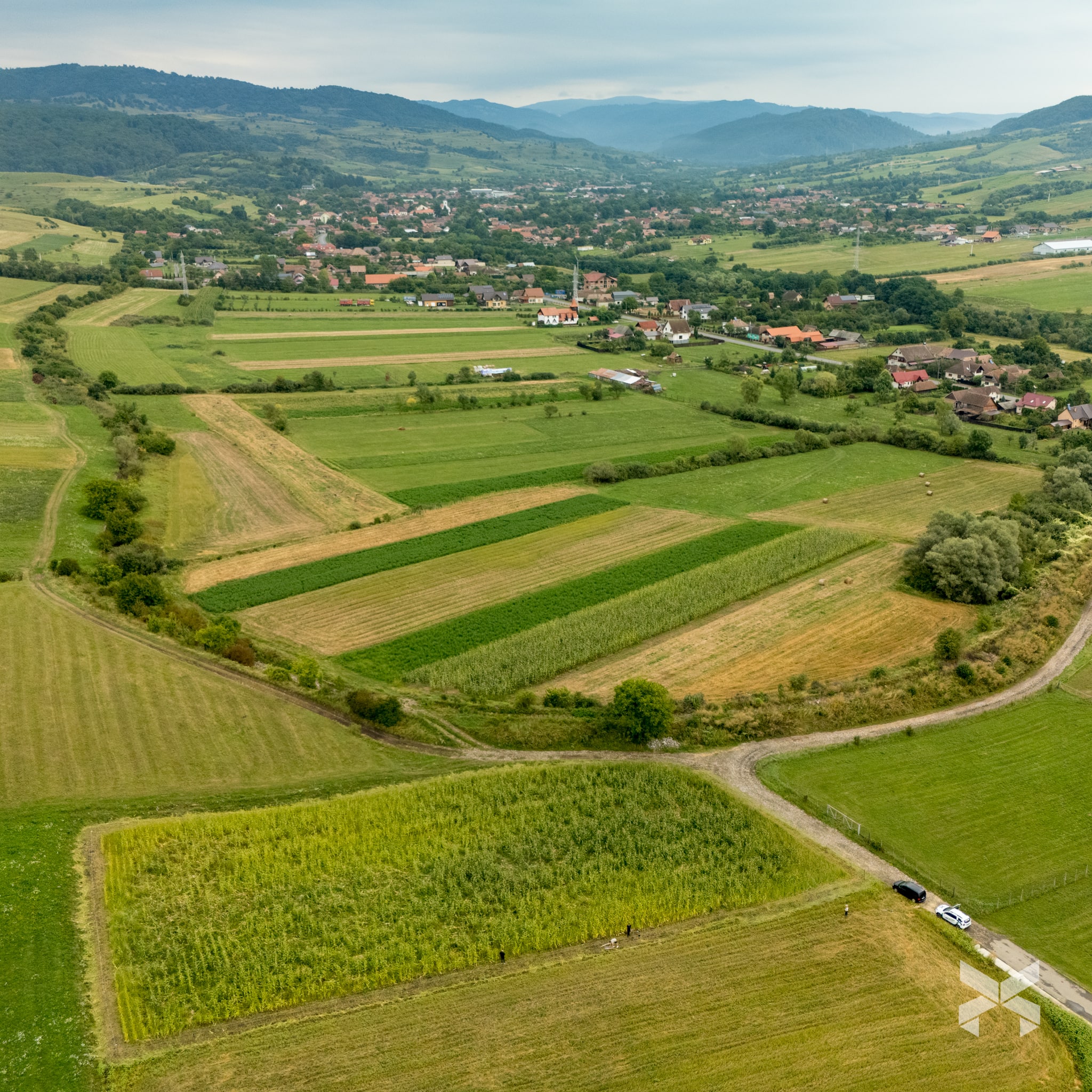 Medvekár kukoricásban és villanypásztor védelem
