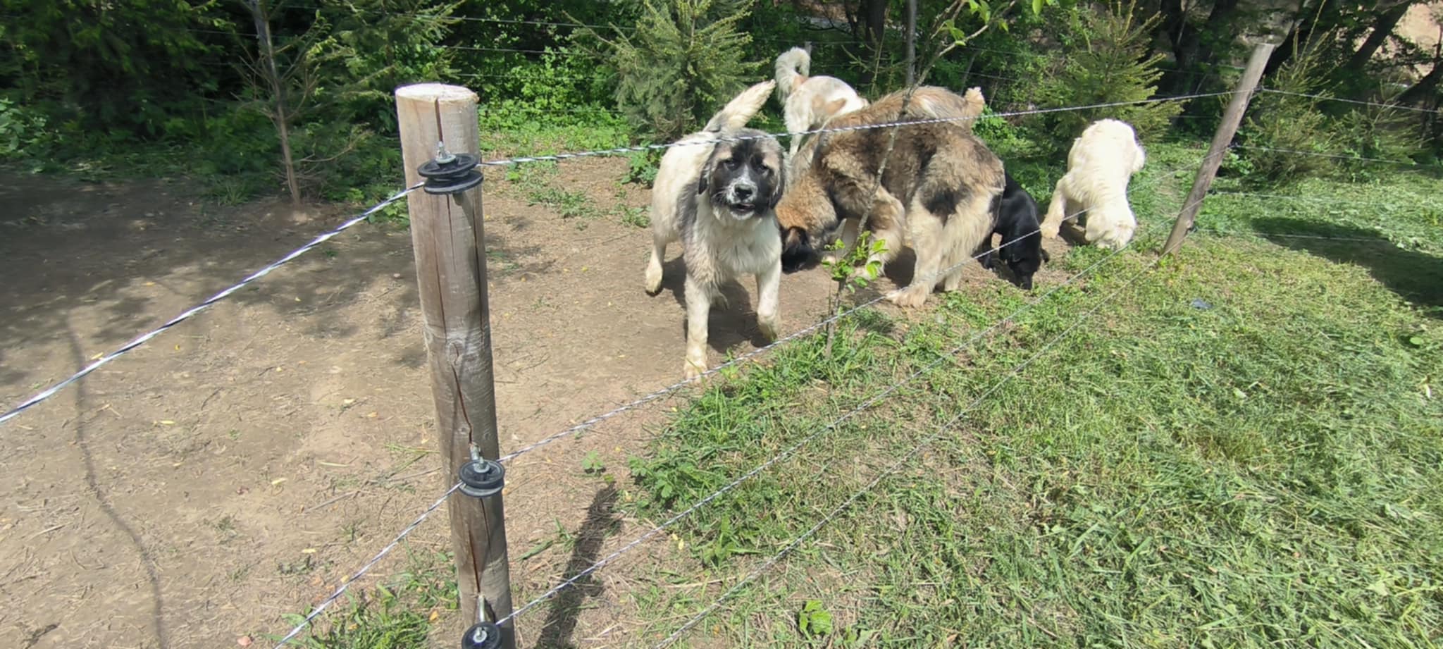 Four large dogs standing in front of the electric fence on the property