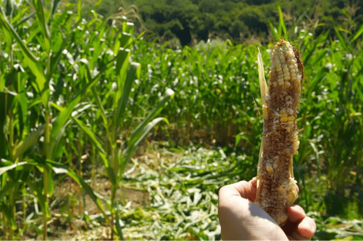 Corn cob damaged by wild animals in an unprotected field, highlighting the need for electric fences