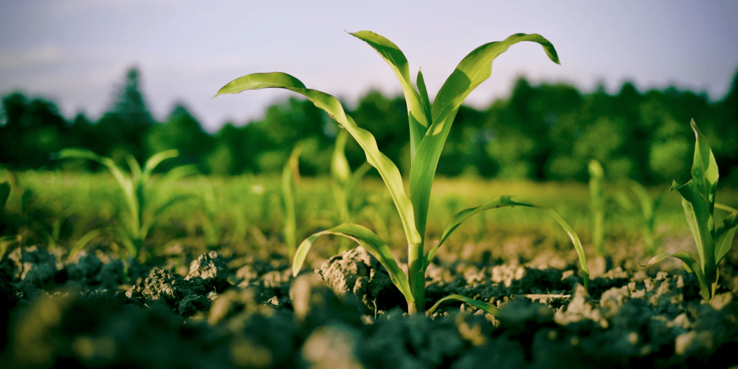 Young corn seedling growing in a field, protected by an electric fence system
